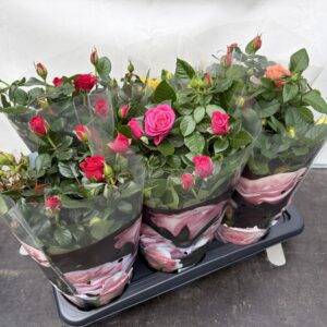 Rosen 'Palace'  Mix  T17/45cm x6