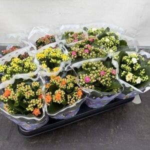 Calandiva/Kalanchoe 'midi'  Mix  T9/19cm x12