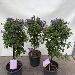 Solanum Stamm 'blau'   T19/75cm x3