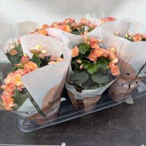Begonia Elatior 'apricot'  T14/30cm  x6