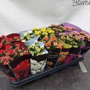 Calandiva/Kalanchoe 'Mix'  T11/20cm x10