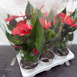 Anthurium groß  'Red Champion'  T17/60cm x6