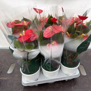 Anthurium 'Mix Dekotopf'  T12/40cm x6