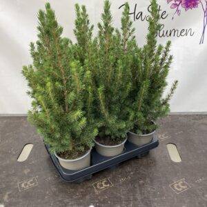 Konifere 'Picea glauca Conica' 13/45cm x6