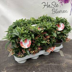 Ardisia crenata 'Premium red'  Spitzblume  T14/40cm  x7