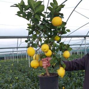 Mediterrane Pflanzen