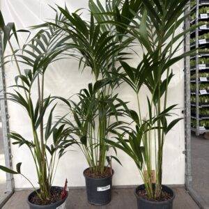 Howea forst. 'Kentia Palme' T21/135cm