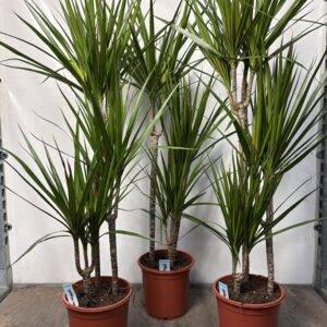 Dracaena marginata '3er-Tuff' Drachenbaum    T21/120cm
