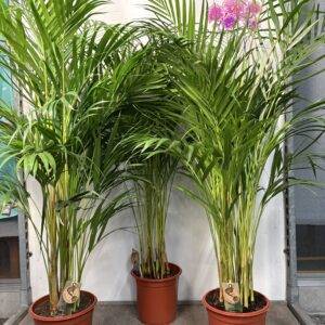 Dypsis lutescens 'Arecapalme' Goldfruchtpalme T21/120cm