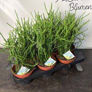 Euphorbia tirucalli 'Bleistiftstrauch' T15/40cm x6