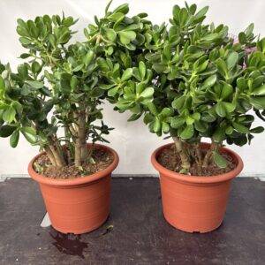 Crassula 'Ovata XXL' Geldbaum T30/50cm