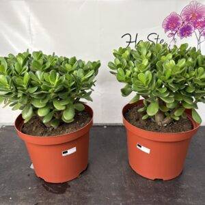 Crassula 'Ovata XL' Geldbaum T29/46cm