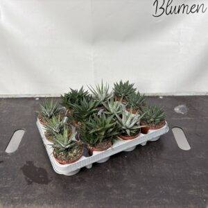 Haworthia 'de Luxe Mix'  T9/15cm x12