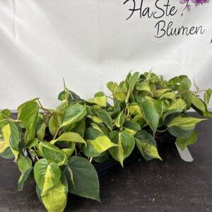 Philodendron scandens  ' Brasil'  T12/25 cm  x10