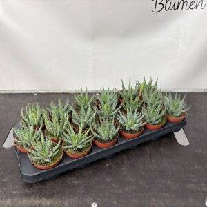 Aloe 'Humilies'  T9/15cm x18