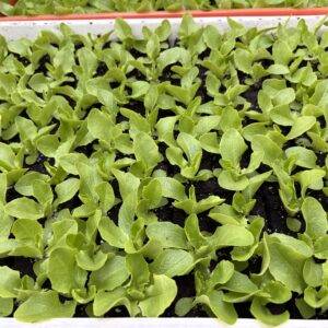 Salate  x 140 Stk. sowie diverse Gemüse lt. Liste verfügbar!