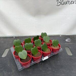 Hoya 'Kerii'  Herzblatt mit Keramiktopf   T7/13cm  x12