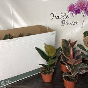 Ficus elastica 'Mix' 3-Sorten  T12/35cm x6