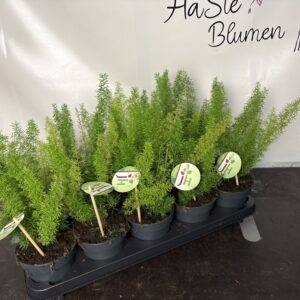 Asparagus den. 'Meyers'  T12/35cm  x10