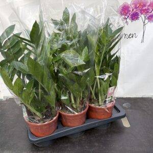 Zamioculcas Pixie 'Glücksfeder' T17/60cm  x6