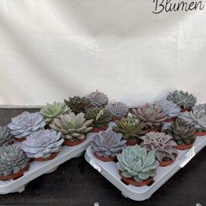 Echeveria  'de Luxe Mix'  T11/14cm x10