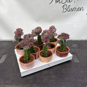 Euphorbia 'Lactea Christata'  Dekotopf   T10/20cm x8