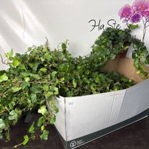 Hedera 'Wonder grün lange Ranken'  T13/70cm  x10