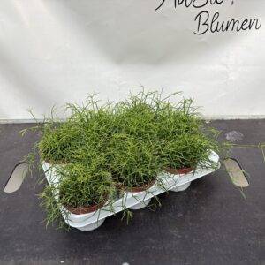 Rhipsalis 'Cassutha'  T11/15cm x9