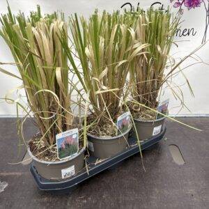 Gräser Cortaderia selloana rosea  'Pampasgras rosa'  T19/40cm  x3