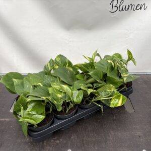 Epipremnum pin. 'aureum'  T12/20cm x10