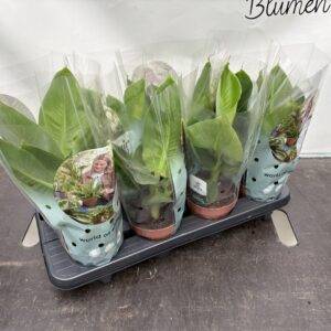 Musa 'Oriental Dwarf' Bananenbaum  T12/35cm  x8