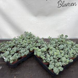 Sedum sieboldii 'Theresienkraut' T9/12cm x12