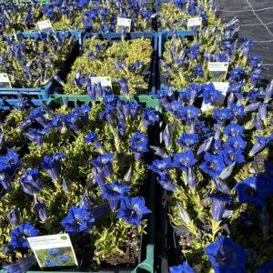 Gentiana acaulis 'stengelloser heimischer' Alpen-Enzian  T9/12cm  x15