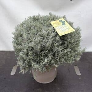 Kräuter Italien 'Currykraut' Busch   T27/50cm