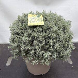 Kräuter Italien 'Heiligenkraut' Busch  T27/50cm