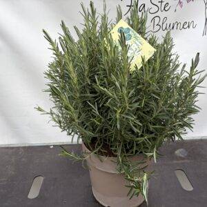 Kräuter Italien 'Busch Rosmarin'    T27/70cm