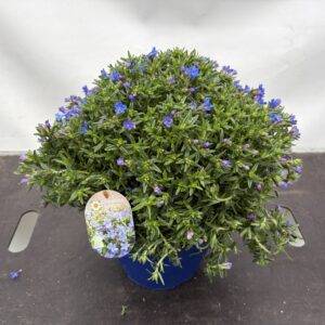 Lithodora 'Steinsame'  T25/38cm