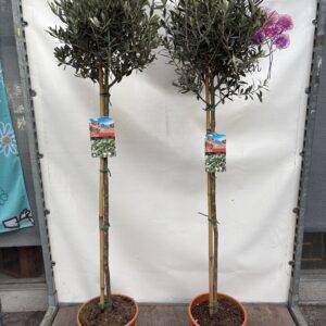 Oliven Stamm 'Olea europea'  T27/160cm