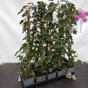 Hedera hibernica Outdoor gestabt T11/70cm  x10