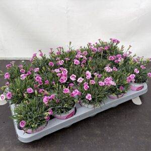 Nelken Dianthus 'Pink Kisses'  T11/25cm  x15