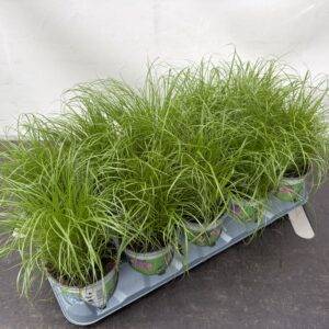Cyperus zumula Katzengras T12/30cm x10
