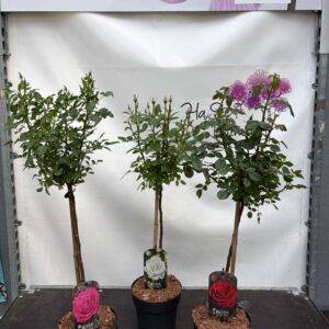 Rosen 'Stammrosen'  rosa   T19/100cm x3