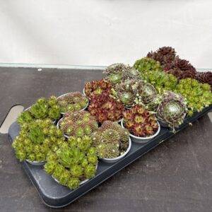 Sempervivum 'Mix' T9/10cm x18