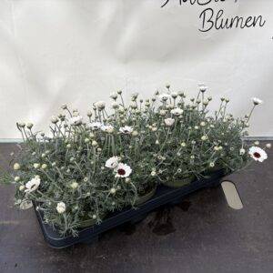 Verbena Rigida 'Rodanthemum Cassablanca' Marokko Margarite T13/25cm x8