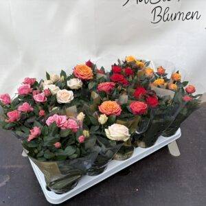 Rosen 'Kordana Grande'  Mix  T11/27cm x15