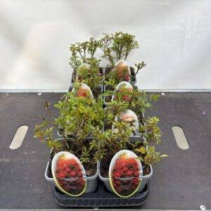 Rosen 'The Fairy'  Mix  Bodendeckerrosen T14/15cm x8