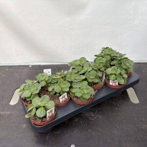 Coleus 'Verpiss Dich'  T11/17cm  x12