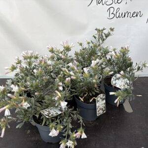 Convolvulus  'Silberwinde'   T15/28cm  x6