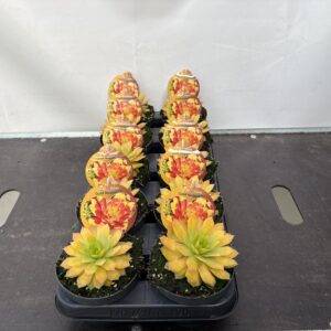 Sempervivum 'Gold Nugget' T12/18cm x10