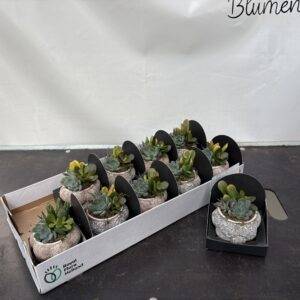 Arragement 'Sukkulenten'  T10/15cm  x10